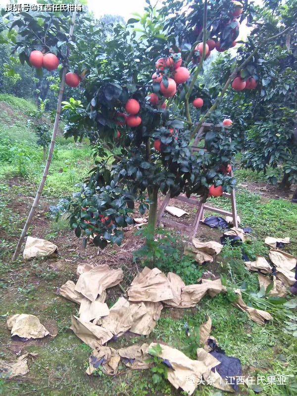 一天要补多少硒元素最好（补硒每天补多少合适）-硒宝网