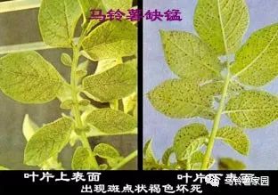 缺锌缺铁缺钙缺硒怎么补(缺钙铁锌硒什么意思)-硒宝网