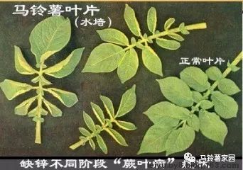 缺锌缺铁缺钙缺硒怎么补(缺钙铁锌硒什么意思)-硒宝网