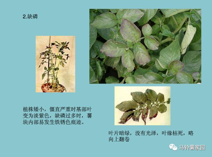 缺锌缺铁缺钙缺硒怎么补(缺钙铁锌硒什么意思)-硒宝网