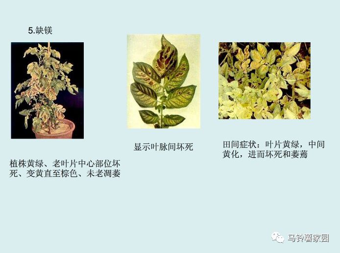 缺锌缺铁缺钙缺硒怎么补(缺钙铁锌硒什么意思)-硒宝网