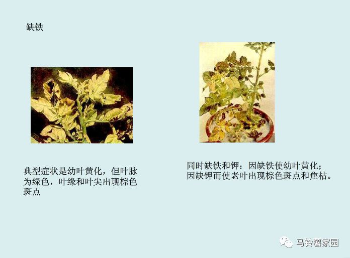 缺锌缺铁缺钙缺硒怎么补(缺钙铁锌硒什么意思)-硒宝网