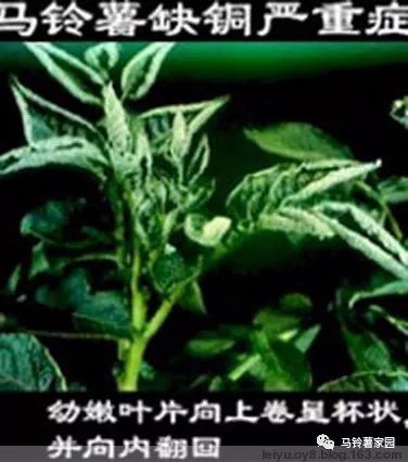 缺锌缺铁缺钙缺硒怎么补(缺钙铁锌硒什么意思)-硒宝网