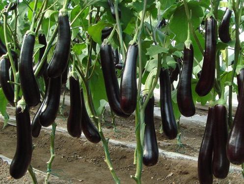 吃腰果补硒要吃多少克的(腰果的硒含量是多少)-硒宝网