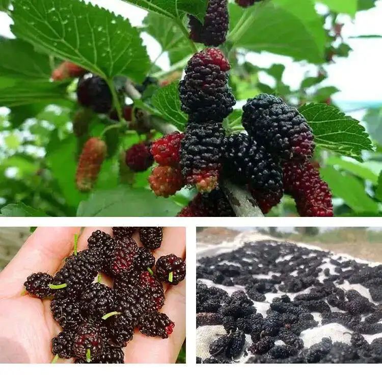 补硒后精神好了吗吃什么(吃了硒后精神特别好)-硒宝网