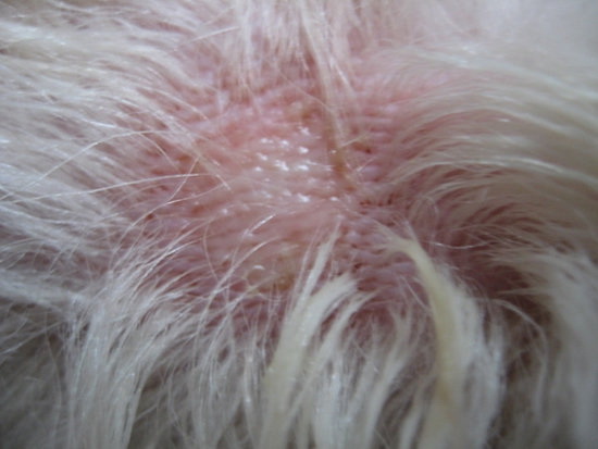 犬补硒可以预防皮肤病吗（硒对狗的作用）-硒宝网