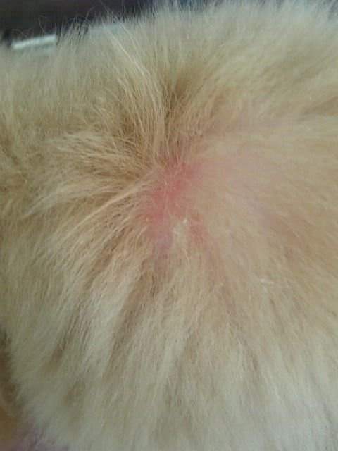 犬补硒可以预防皮肤病吗（硒对狗的作用）-硒宝网