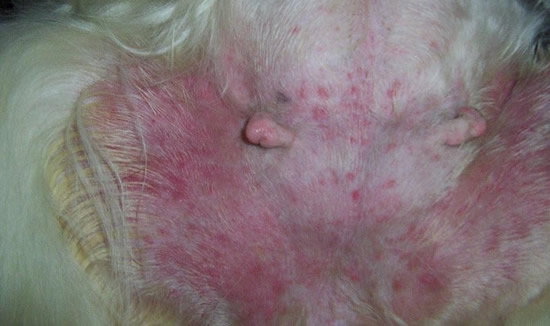 犬补硒可以预防皮肤病吗（硒对狗的作用）-硒宝网