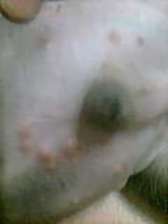 犬补硒可以预防皮肤病吗（硒对狗的作用）-硒宝网