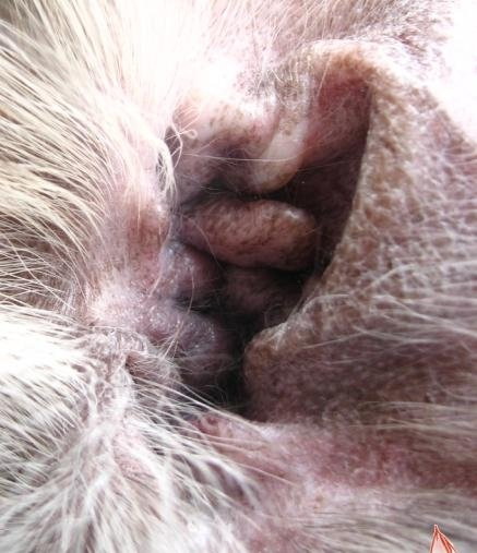 犬补硒可以预防皮肤病吗（硒对狗的作用）-硒宝网