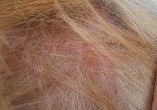 犬补硒可以预防皮肤病吗（硒对狗的作用）-硒宝网