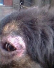 犬补硒可以预防皮肤病吗（硒对狗的作用）-硒宝网