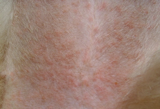 犬补硒可以预防皮肤病吗（硒对狗的作用）-硒宝网