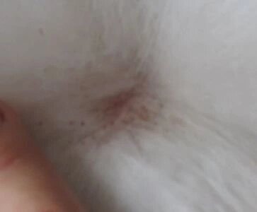 犬补硒可以预防皮肤病吗（硒对狗的作用）-硒宝网