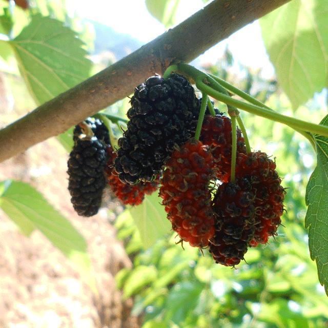 补硒是不是排毒素的药呢(毒素药补排是硒还是硫酸)-硒宝网