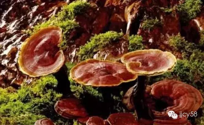 卵巢囊肿为什么要补硒呢（硒对卵巢囊肿的作用）-硒宝网