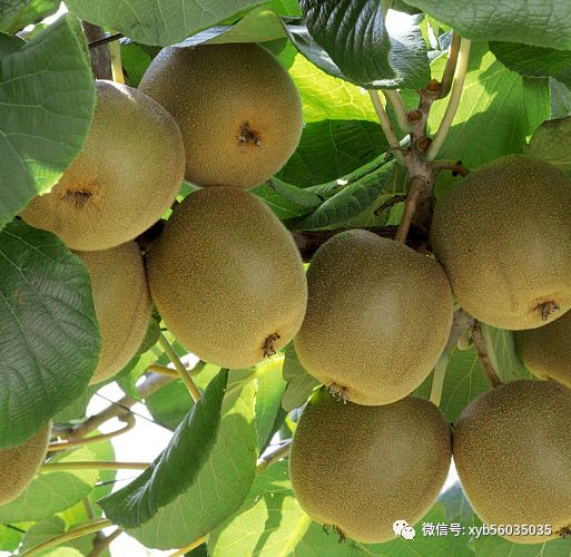 补维生素硒的水果有哪些（补充硒的水果）-硒宝网