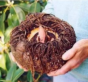 吃魔芋精粉能补硒元素吗（能补粉元素精魔芋吃的是什么）-硒宝网