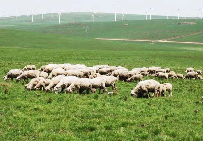 羔羊七天补硒多少克好呀（七天补克硒羔羊吃多少）-硒宝网