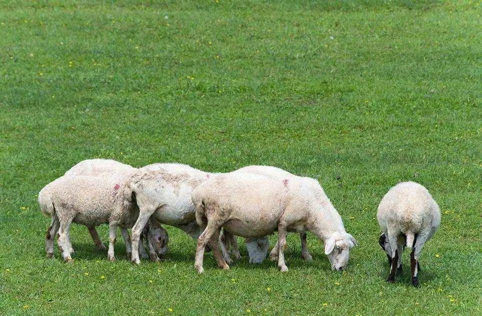 羔羊七天补硒多少克好呀（七天补克硒羔羊吃多少）-硒宝网