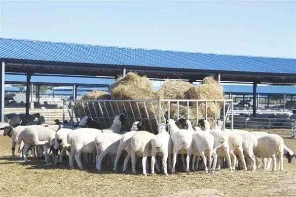 羔羊七天补硒多少克好呀（七天补克硒羔羊吃多少）-硒宝网