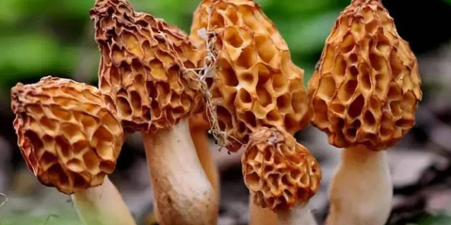 补硒的要求有哪些维生素(补硒的维生素)-硒宝网