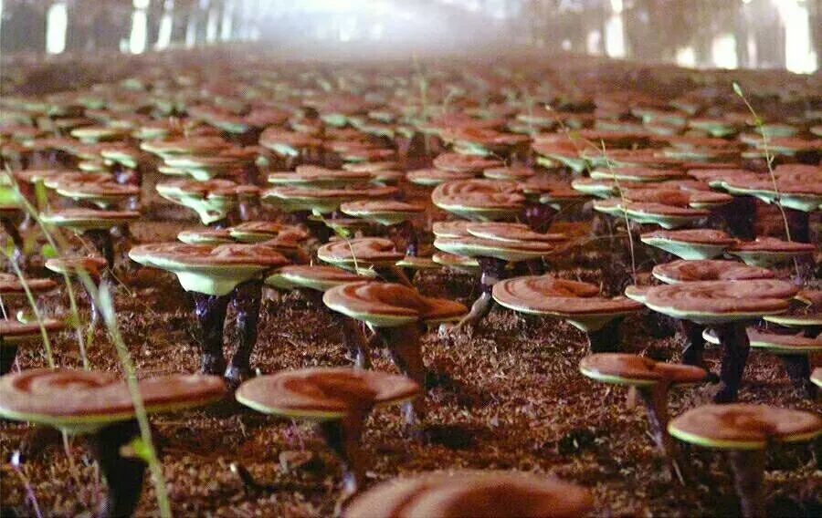 补硒好还是灵芝孢子粉好（补硒好还是灵芝孢子粉好）-硒宝网