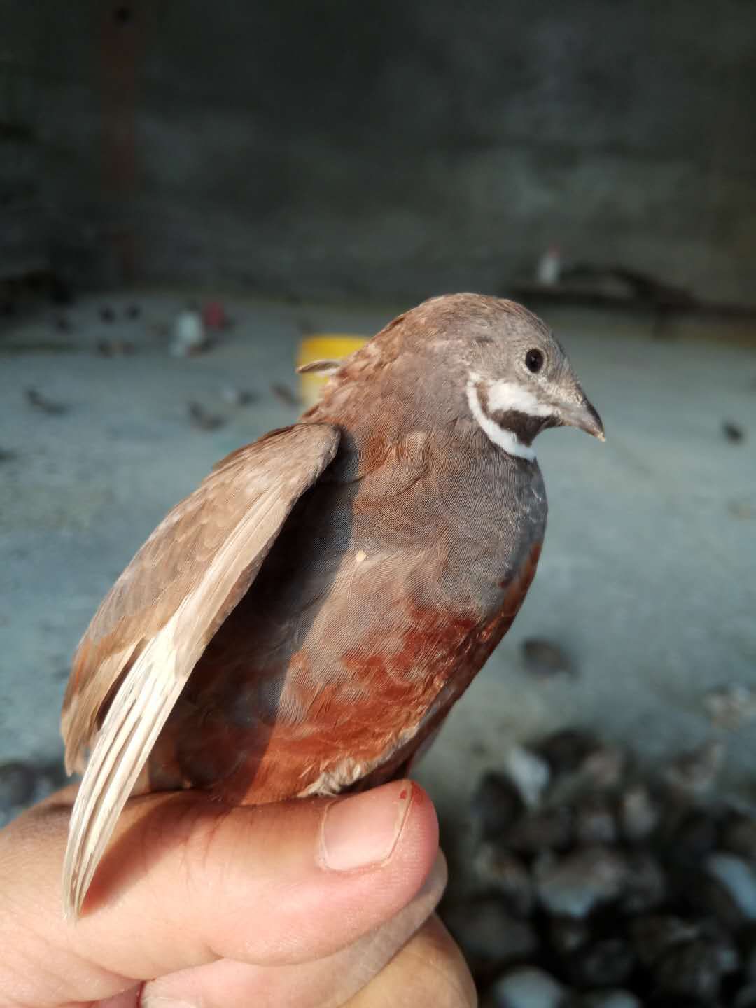 补硒五大优势产品有哪些(硒的补品有哪些)-硒宝网