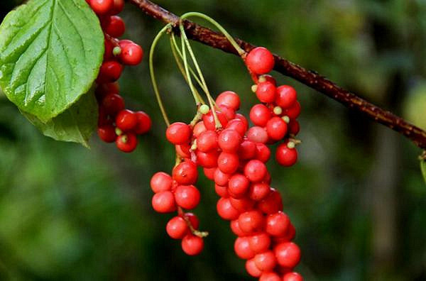 补硒对肝好水果有帮助吗(补硒对肝)-硒宝网