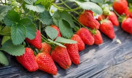 补硒对肝好水果有帮助吗(硒对肝的作用和补硒的好处)-硒宝网