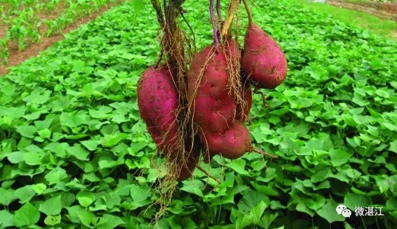 锌和硒吃多少算是补多了(补充锌和硒)-硒宝网