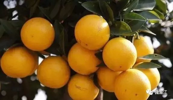 锌和硒吃多少算是补多了(补充锌和硒)-硒宝网