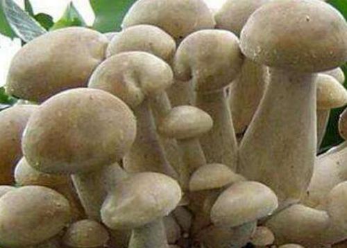 补硒的水果和菜有哪些呢（水果补菜硒有什么好处）-硒宝网