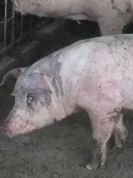 小猪出生几天补硒好一点（小猪七天补硒怎么补）-硒宝网