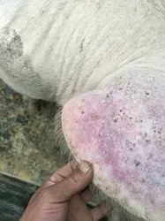 小猪出生几天补硒好一点（小猪七天补硒怎么补）-硒宝网