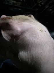 小猪出生几天补硒好一点（小猪七天补硒怎么补）-硒宝网