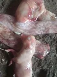 小猪出生几天补硒好一点（小猪七天补硒怎么补）-硒宝网