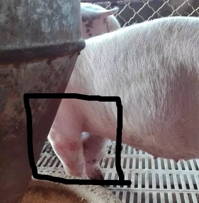 小猪出生几天补硒好一点（小猪七天补硒怎么补）-硒宝网