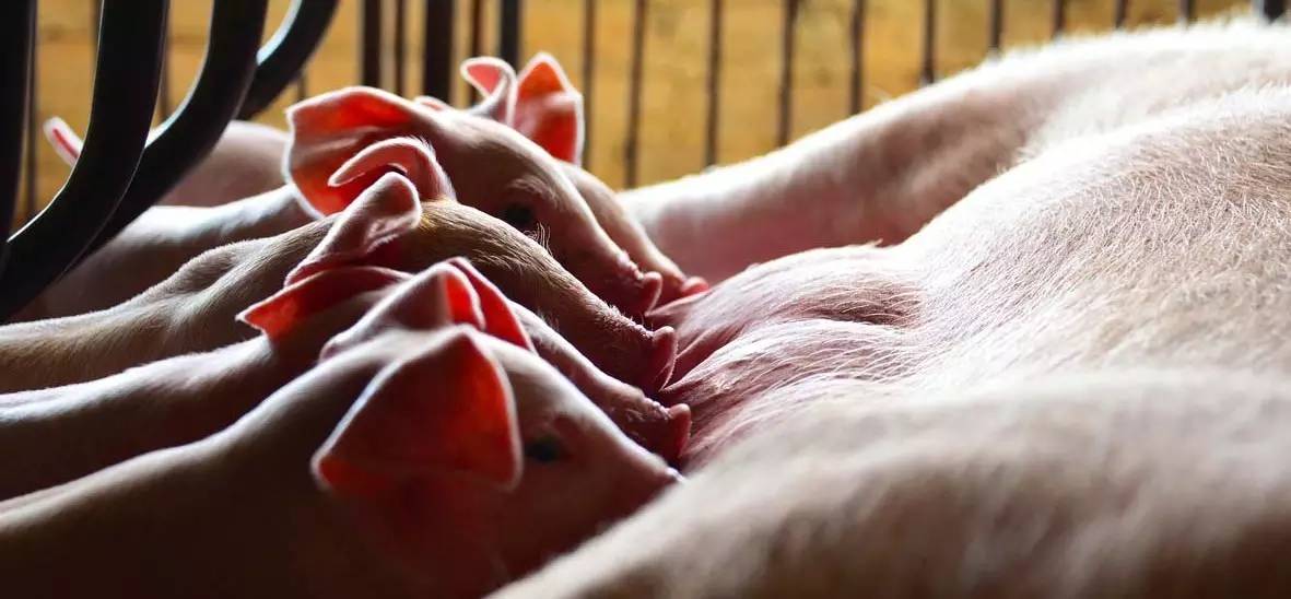 硒代蛋氨酸的补剂有哪些(硒代蛋氨酸是什么意思)-硒宝网