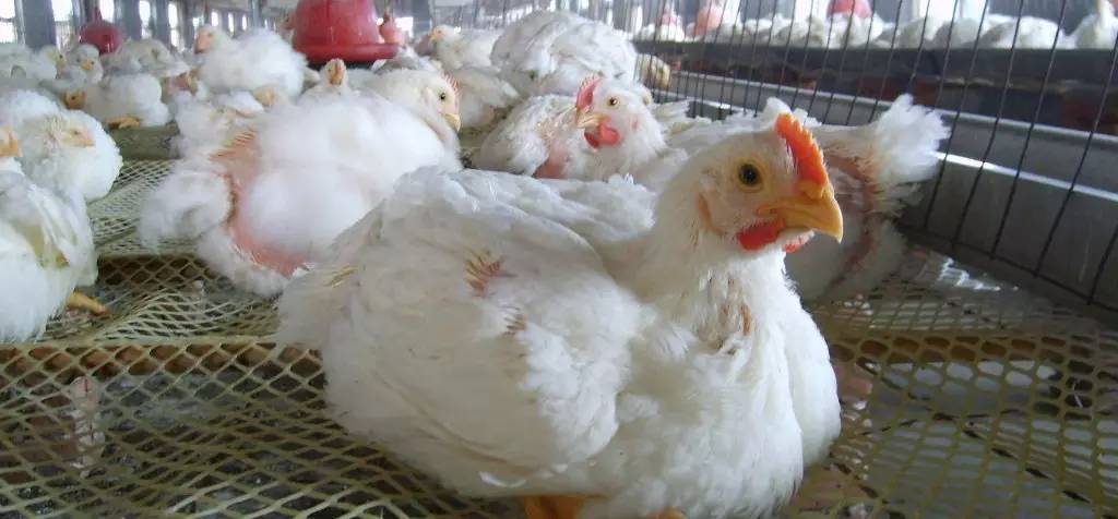 硒代蛋氨酸的补剂有哪些(硒代蛋氨酸是什么意思)-硒宝网