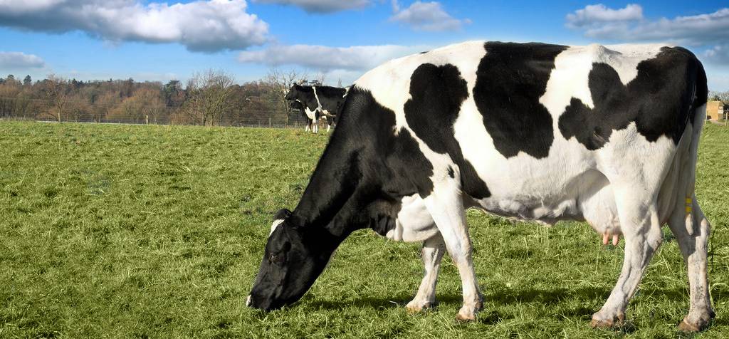 硒代蛋氨酸的补剂有哪些(硒代蛋氨酸是什么意思)-硒宝网