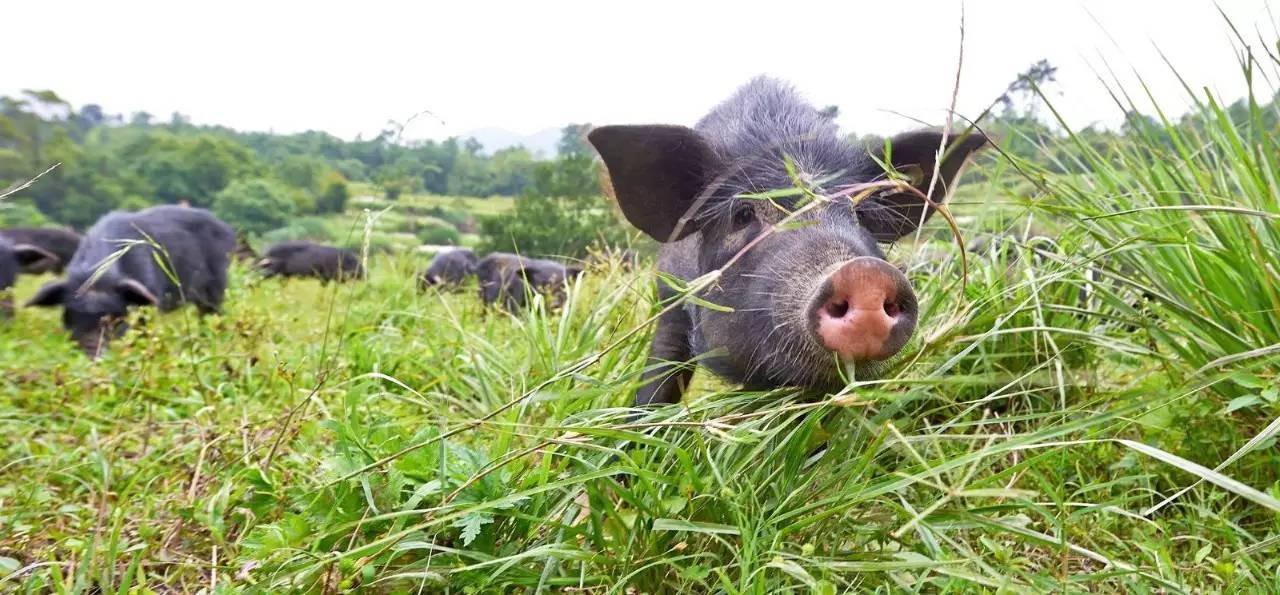 硒代蛋氨酸的补剂有哪些(硒代蛋氨酸是什么意思)-硒宝网