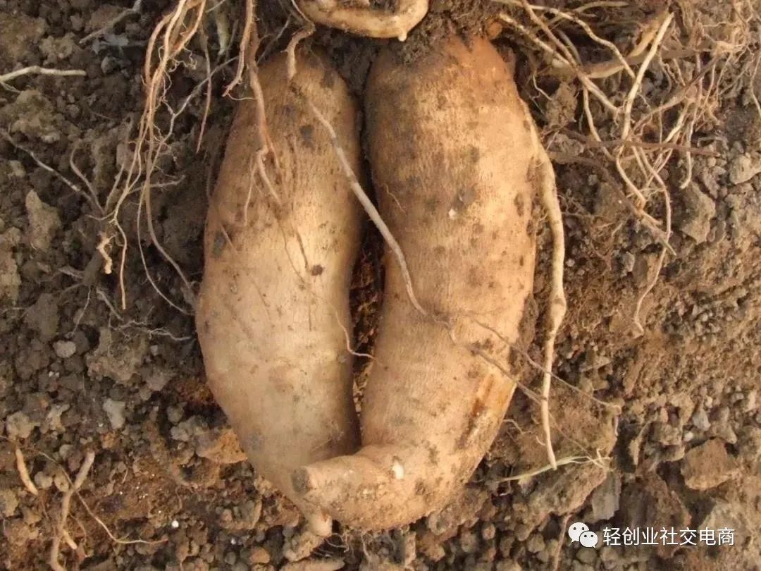 硒能补视网膜感光材料吗（感光能补材料硒视网膜嘛）-硒宝网