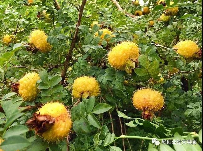 硒能补视网膜感光材料吗（感光能补材料硒视网膜嘛）-硒宝网