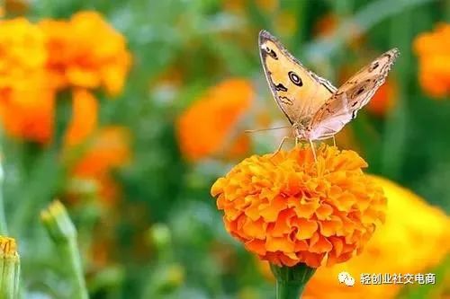 硒能补视网膜感光材料吗（感光能补材料硒视网膜嘛）-硒宝网