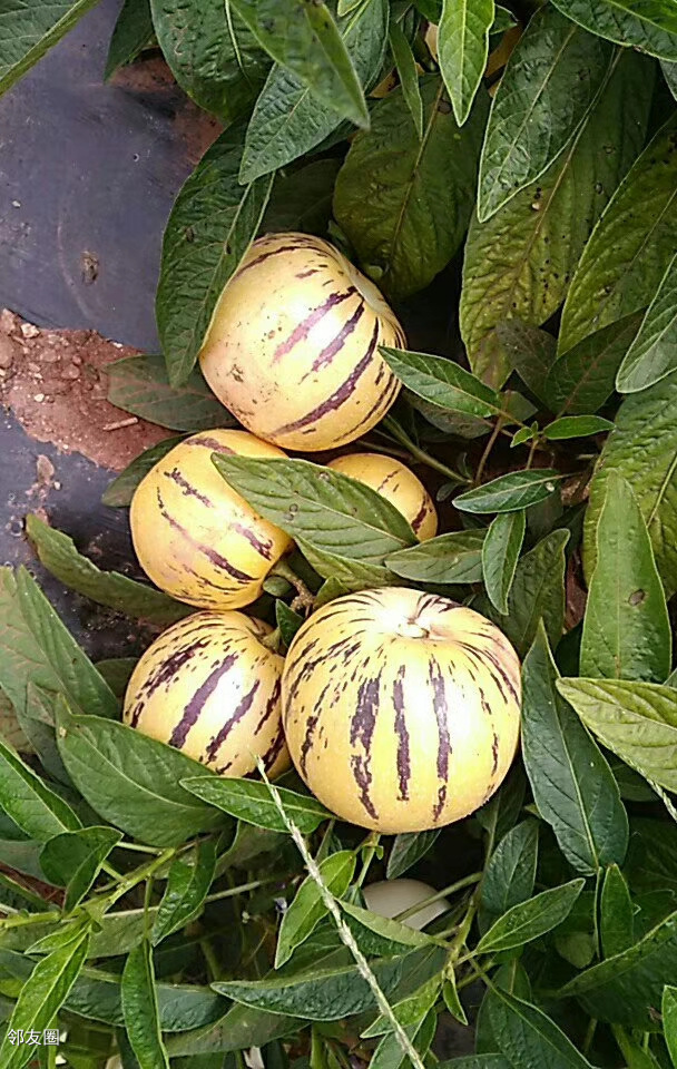 补维生素和硒吃什么水果(维生素硒的水果)-硒宝网