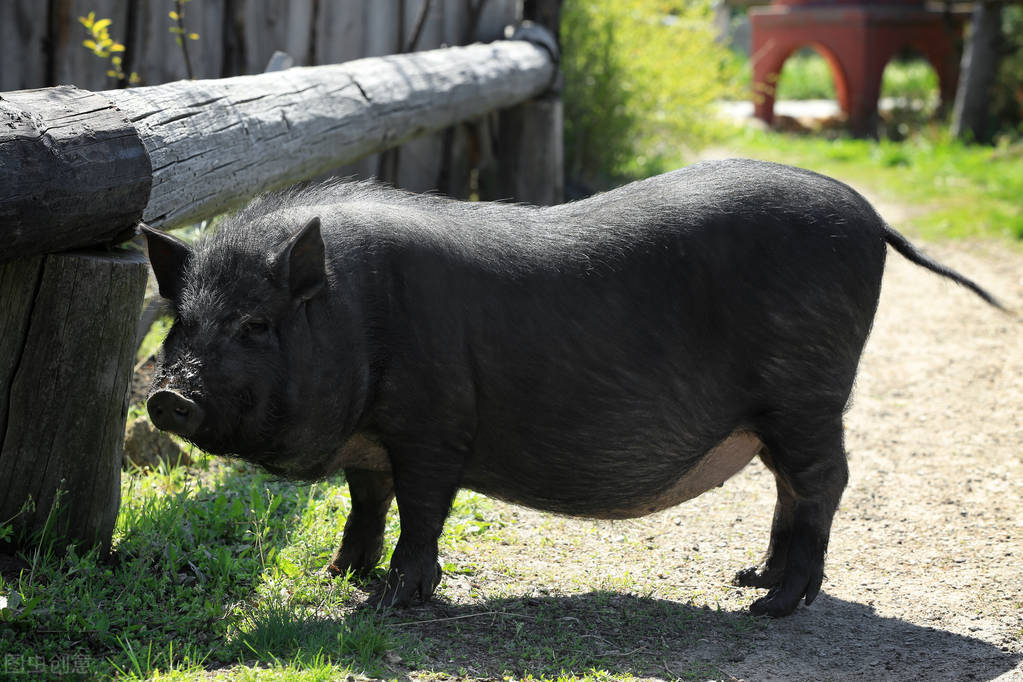 给小猪打拉稀药能补硒吗(小猪拉稀能吃打虫药吗)-硒宝网