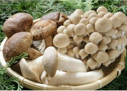 结肠癌患者补硒吃什么好(结肠癌吃硒好吗)-硒宝网