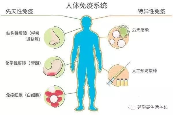 免疫力正?；剐枰刮穑庖吡Φ托枰垢坡穑?硒宝网