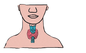 补硒保健品对肾有负担吗（硒对人体肾的?；ぃ?硒宝网